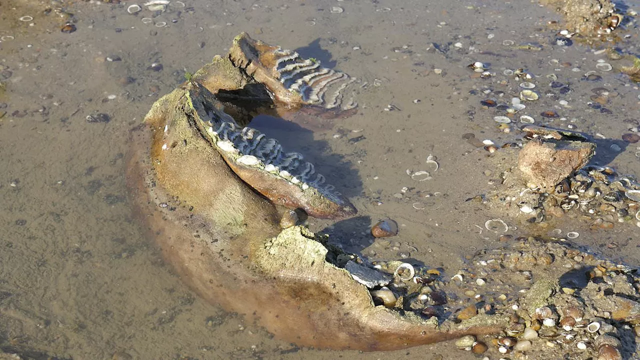 The Danube's Dry Secret: From Woolly Mammoths to Nazi Warships