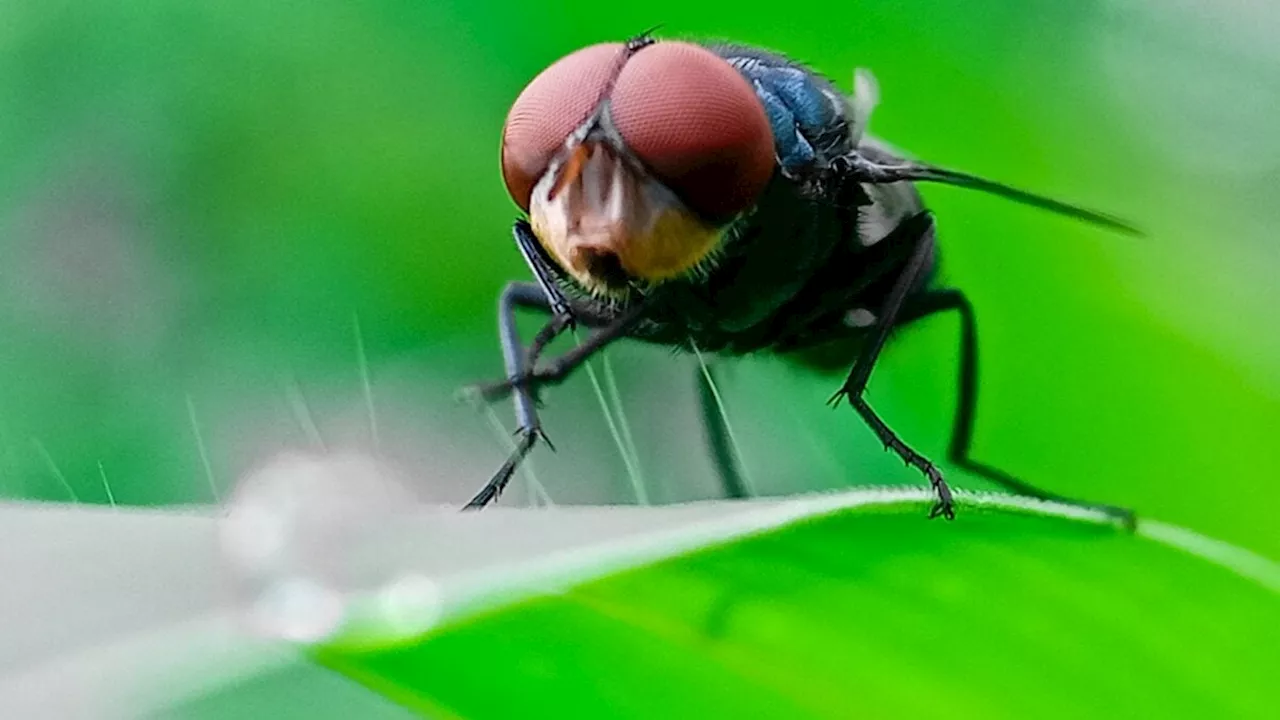 North American Screwworm Resurgence: A Growing Threat to Livestock and Humans