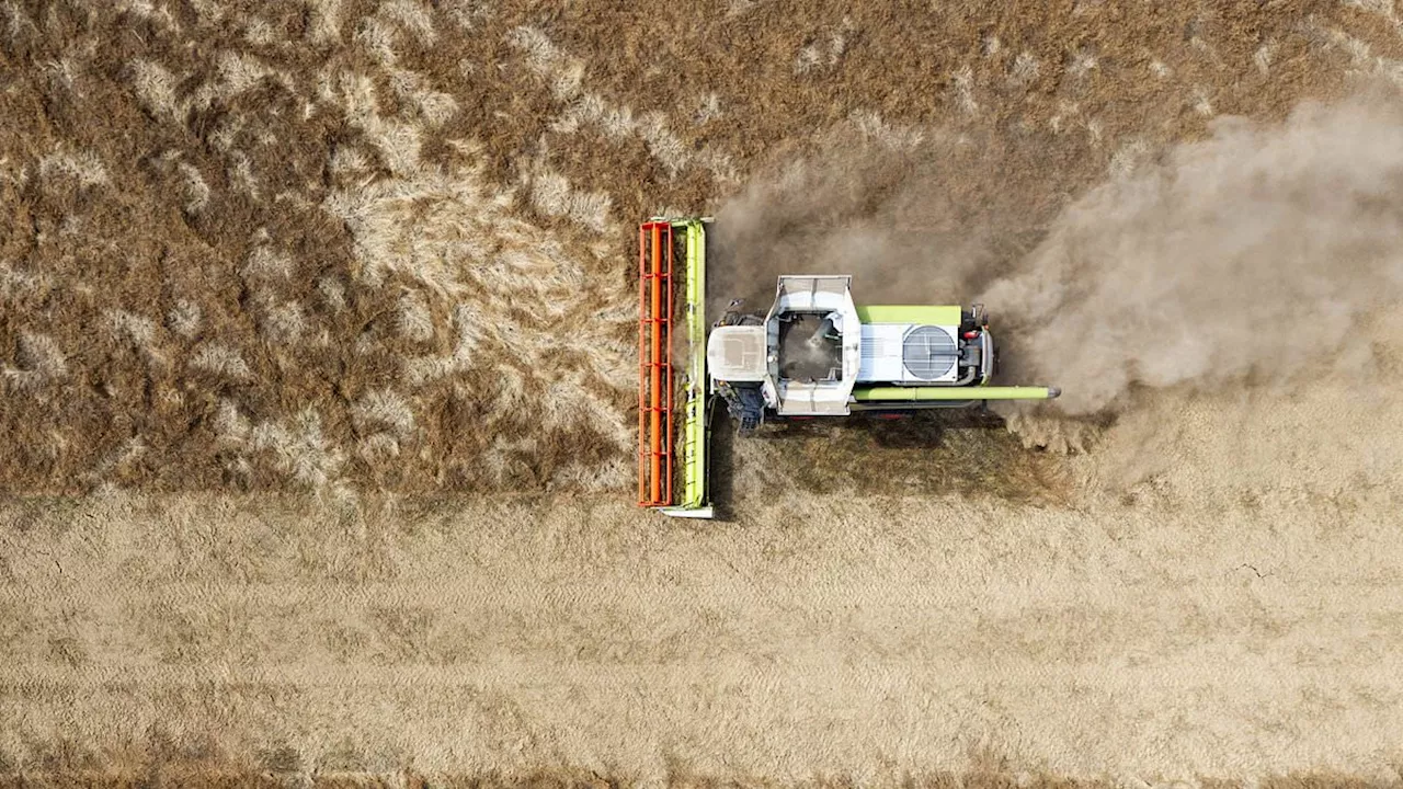 UK's Agricultural Crisis: Banks Step In as Drought Threatens £390 Million Harvest