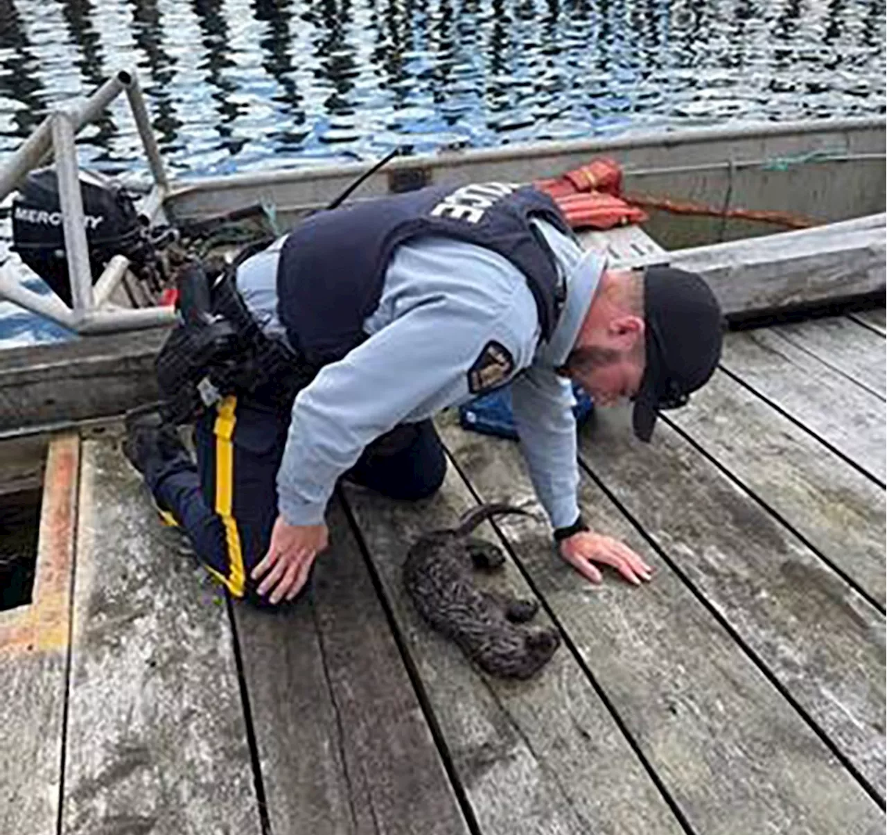 The Alert Bay Life-Saver: How CPR Rescued a Trapped Otter Pup