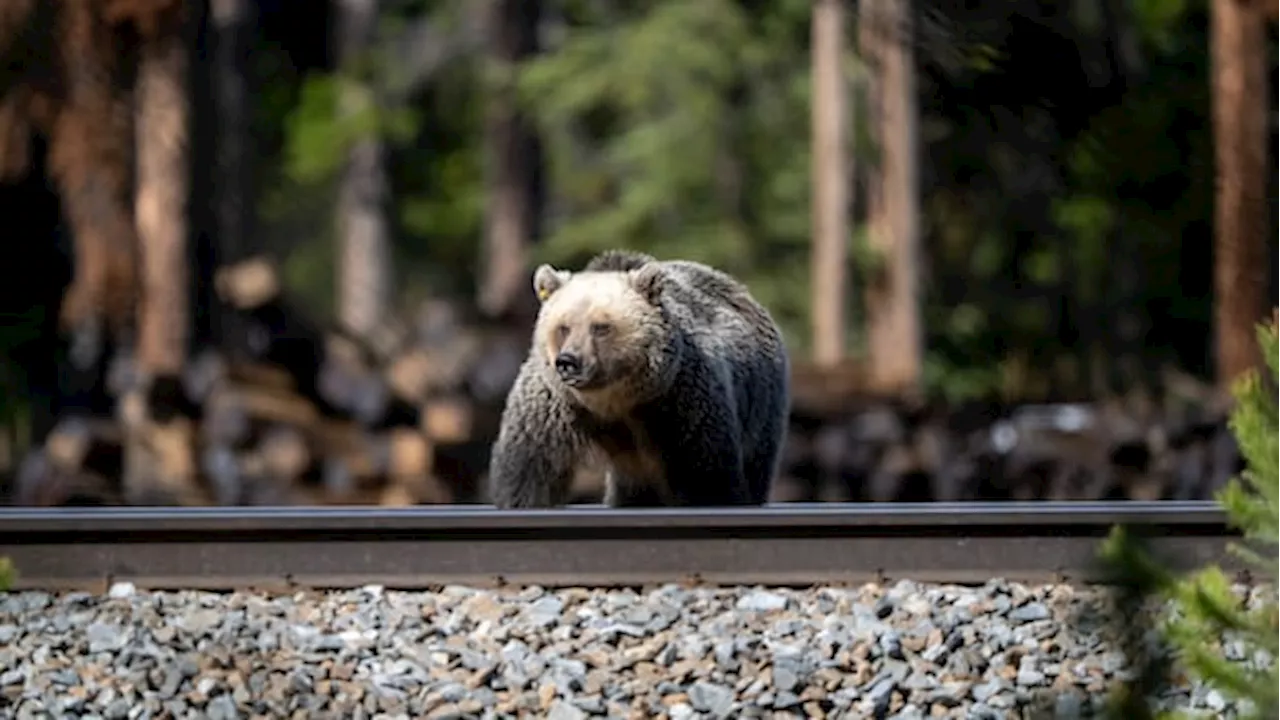 The Canine Catalyst: Why Off-Leash Dogs Trigger Grizzly Attacks