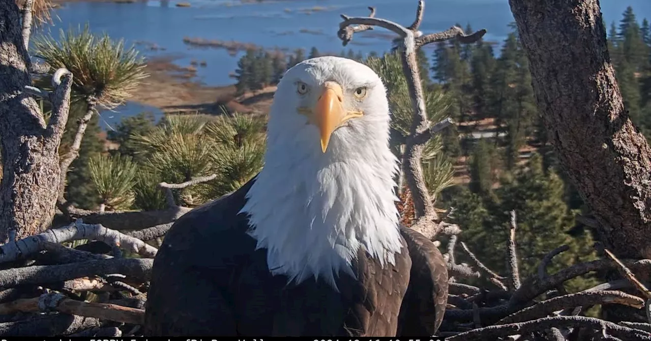 Beyond the Nest: The Enduring Legacy of Big Bear's Jackie the Bald Eagle