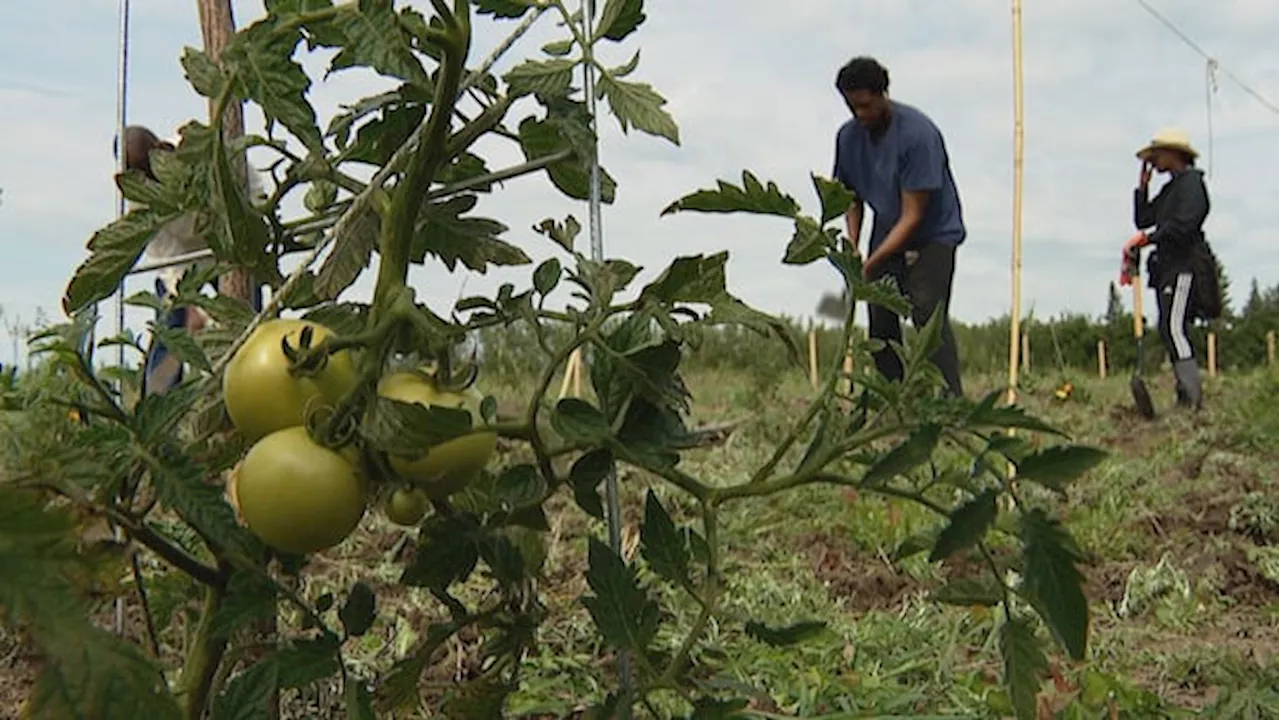 Beyond the Food Bank: How Westlock’s Two-Hectare Pilot Empowers Newcomer Farmers