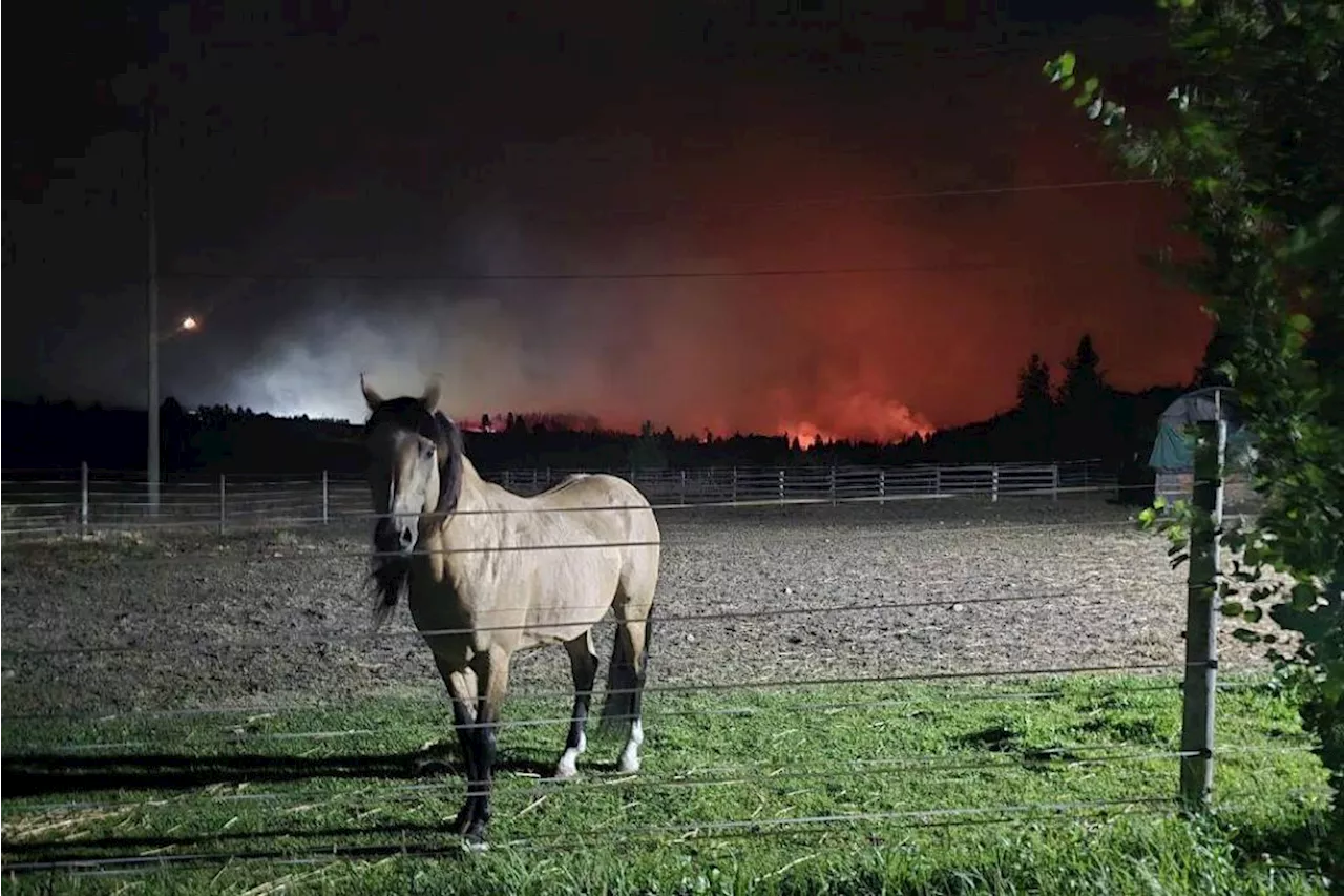 Grassroots Rescue: Nowlin Kazimir’s Race Against Westside Wildfires
