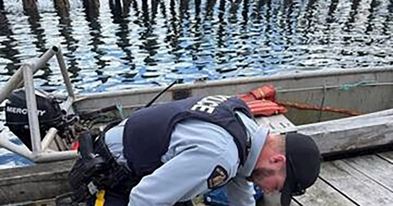 From Near-Death to Family Reunion: The Otter Saved by CPR