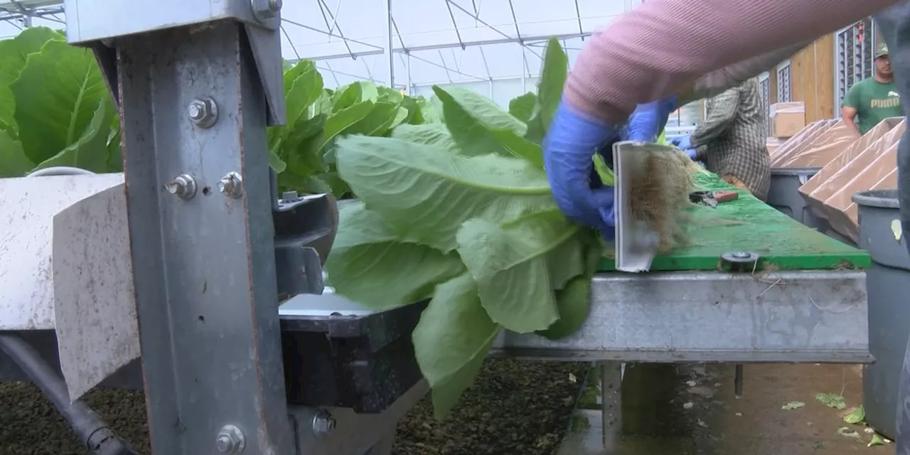 Alabama's Cyclosporiasis Outbreak: Why Local Farmers Are Pitching Hydroponics as a Shield