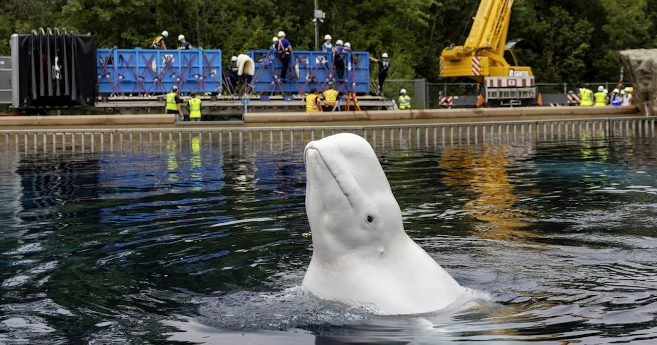 The Great Beluga Exodus: Marineland’s High-Stakes Transfer to US Aquariums