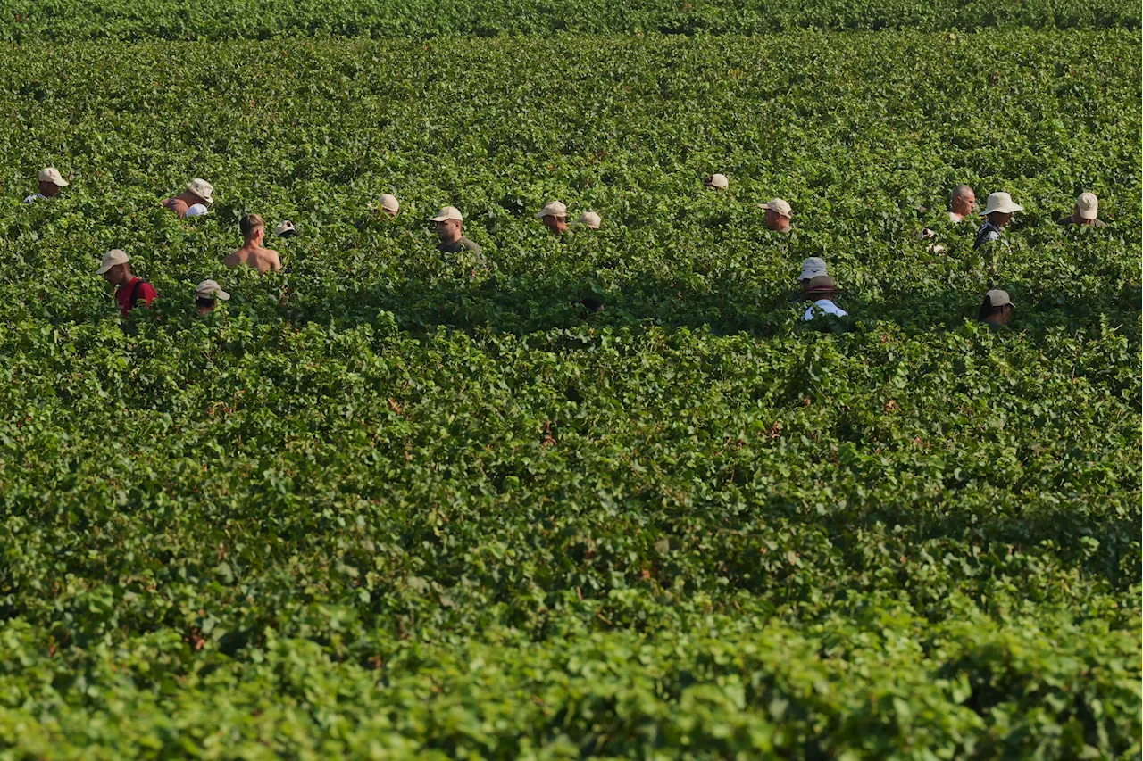 Heatwaves and 4 A.M. Starts: The Desperate Race to Save Franciacorta’s Sparkling Wine