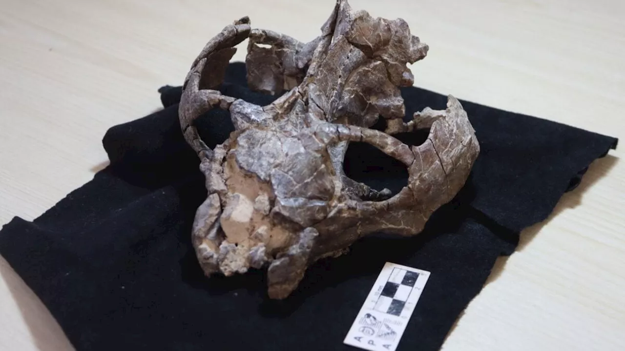 Beyond the Egg: How Cynodont Fossils Rewrite Mammalian History