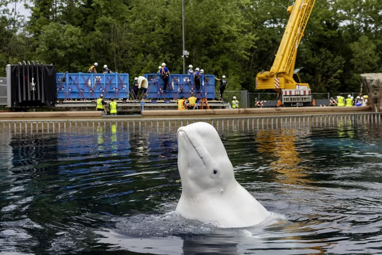 The Great Beluga Exodus: Marineland’s High-Stakes Relocation to US Aquariums