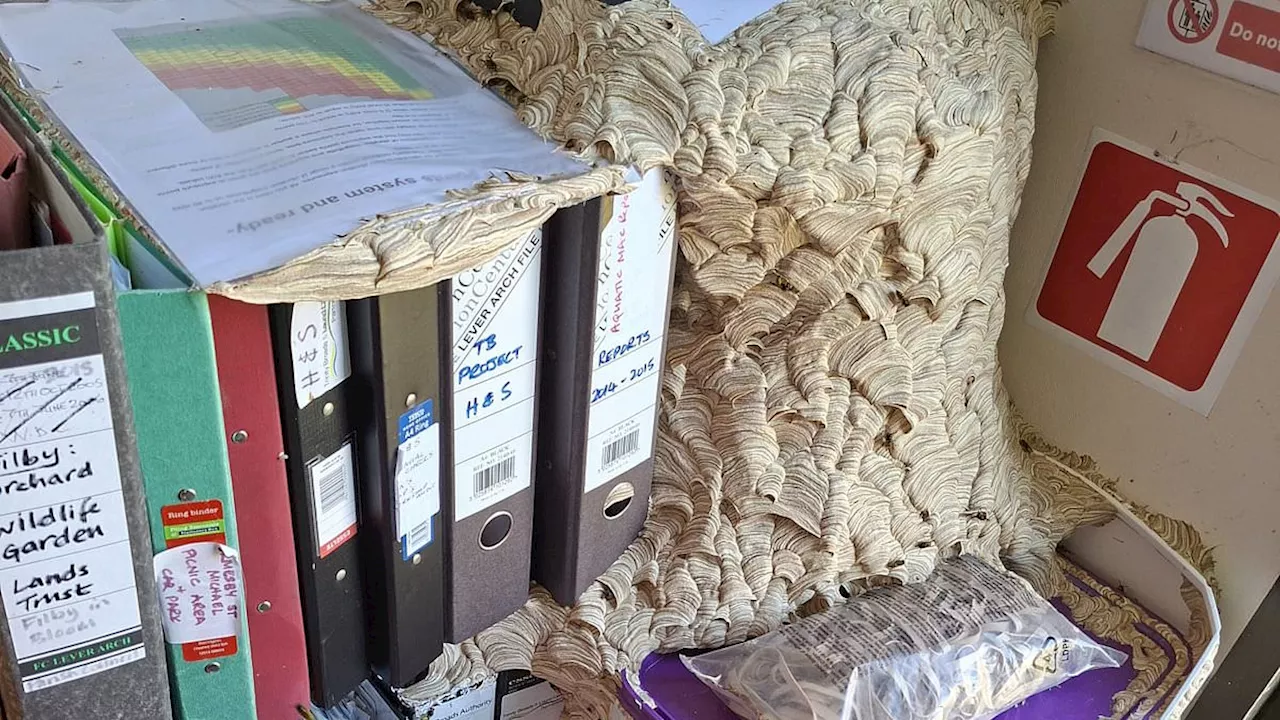 The Uninvited Colleagues: Wasps Seize Office at Trinity Broads