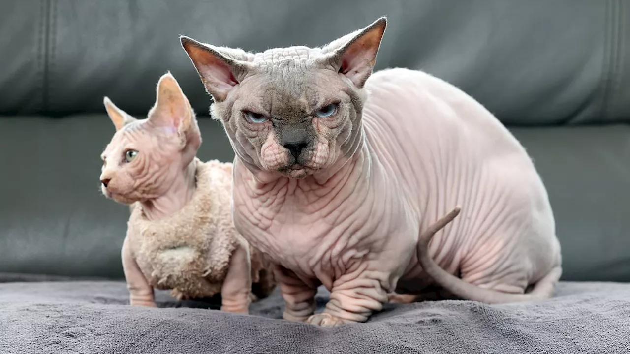 The High Price of Aesthetics: The Rise of 'Frankenstein Cats'