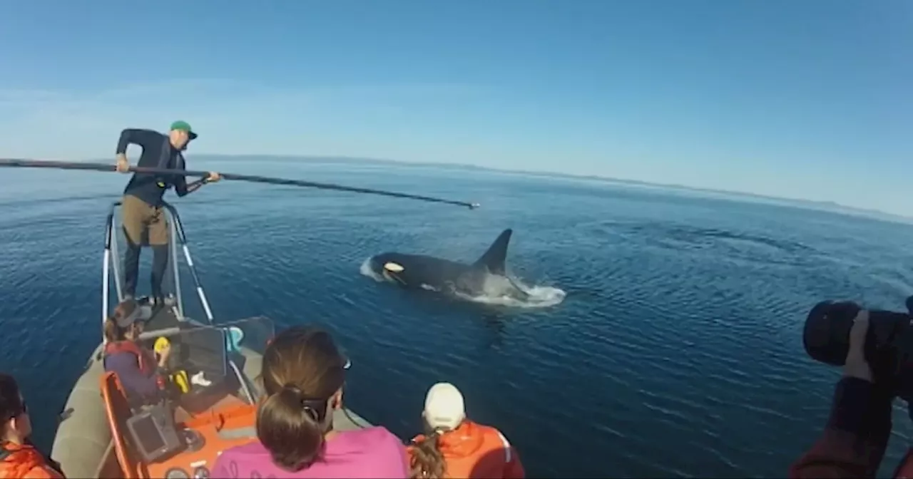 Acoustic Tags Reveal the Shifting Hunting Patterns of Southern Resident Killer Whales