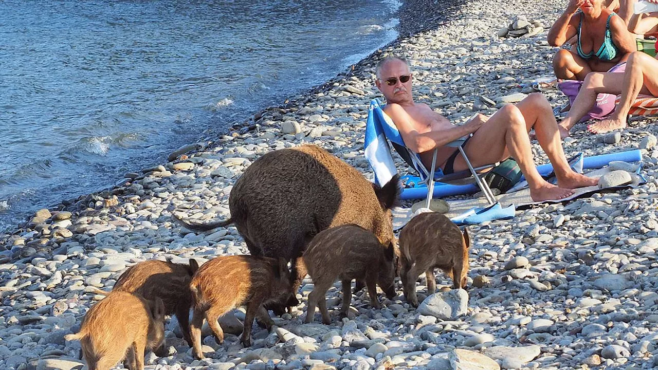 Riviera Wild Boars: A Growing Threat to French Tourism?