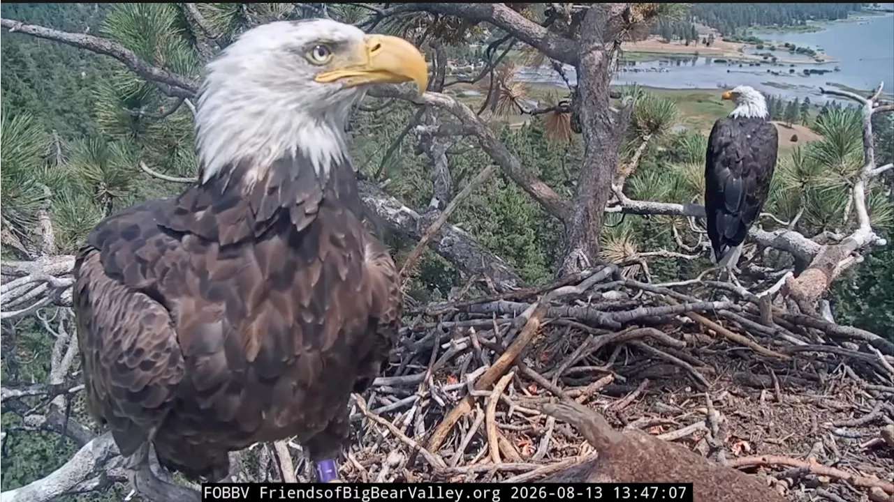 A New Chapter at Big Bear Lake: Shadow and KD1 Form Unexpected Bond