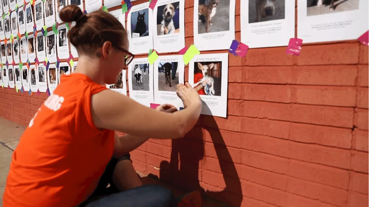 Beyond the Storm: Best Friends Animal Society's Blueprint for Pet Survival in Ohio