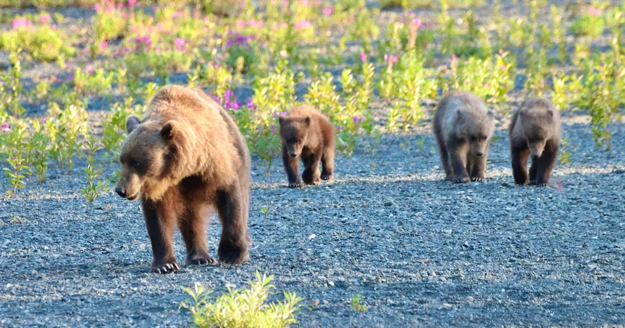 The High Cost of a Chicken Coop: Eagle River Bear Tragedy