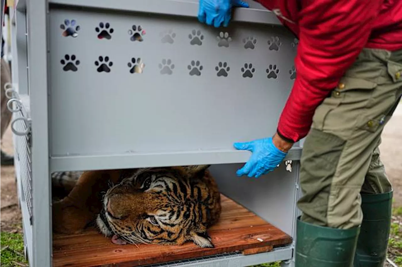 From Cages to Colorado: The Great Escape of Lujan Zoo's Big Cats
