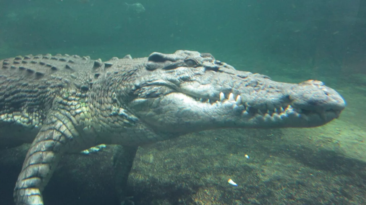 The Great Reversal: Why Crocodiles Traded Warm Blood for the Ambush
