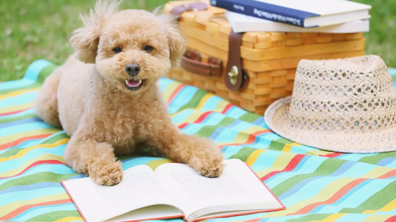 Beyond the Beach Read: Analyzing the 2026 Summer Fiction Wave