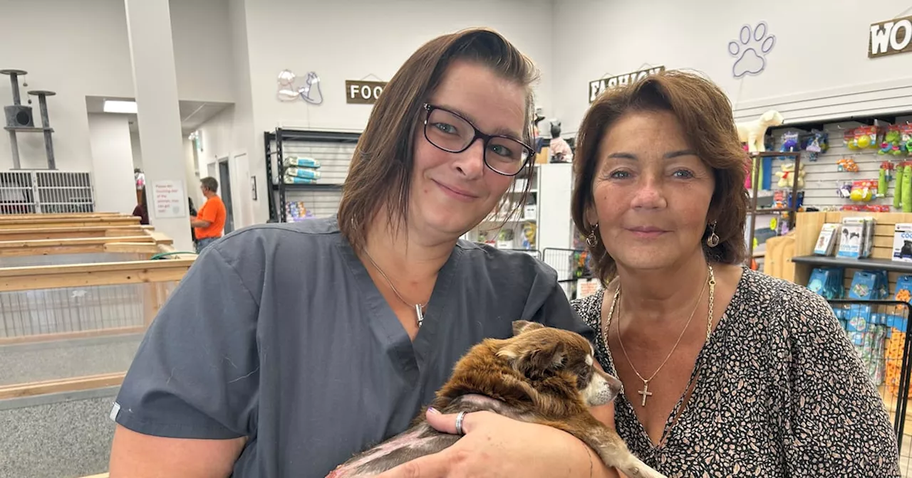 Winnipeg Shelters Overwhelmed as Veterinary Costs Drive Pet Surrenders