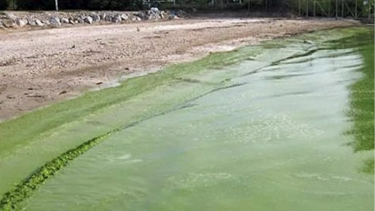 Satellite Eyes on Alberta's Toxic Waters: The New Algal Bloom Tracker