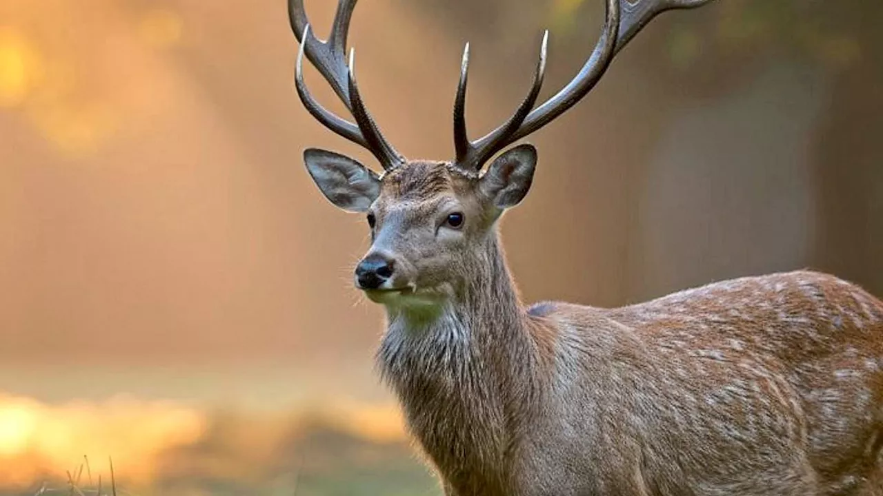 Bone Repair Breakthrough: Can Deer Antler Polypeptides Speed Up Healing?