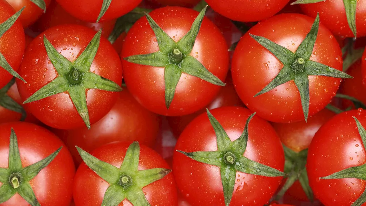 The 11% Shift: Can Daily Tomato Consumption Mitigate Liver Fat?
