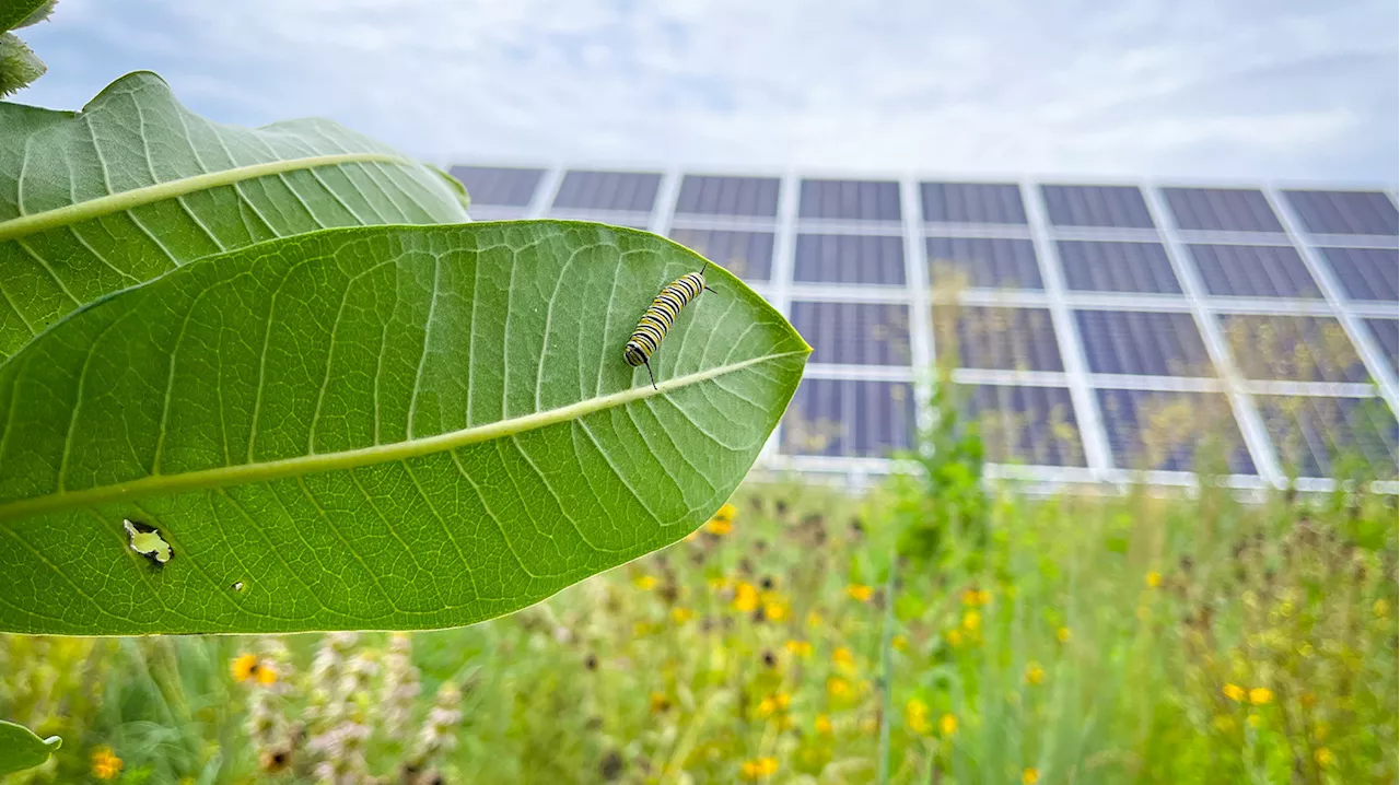 Solar Farms: A Rapid Ecological Reset for America's Shrinking Farmland