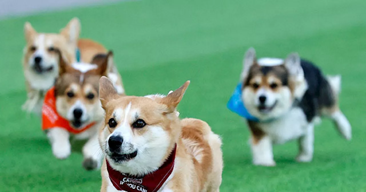 Vilnius Claims the Title: How a Corgi Race Became an International Phenomenon
