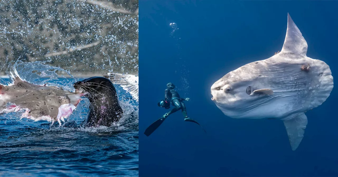 Capturing the Abyss: Ocean Photographer of the Year 2026 Finalists Revealed