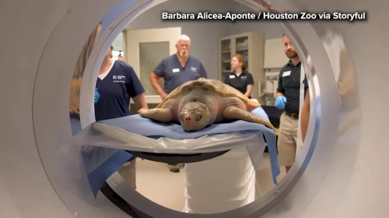 From Wales to Texas: The 5,000-Mile Journey of Rhossi the Sea Turtle