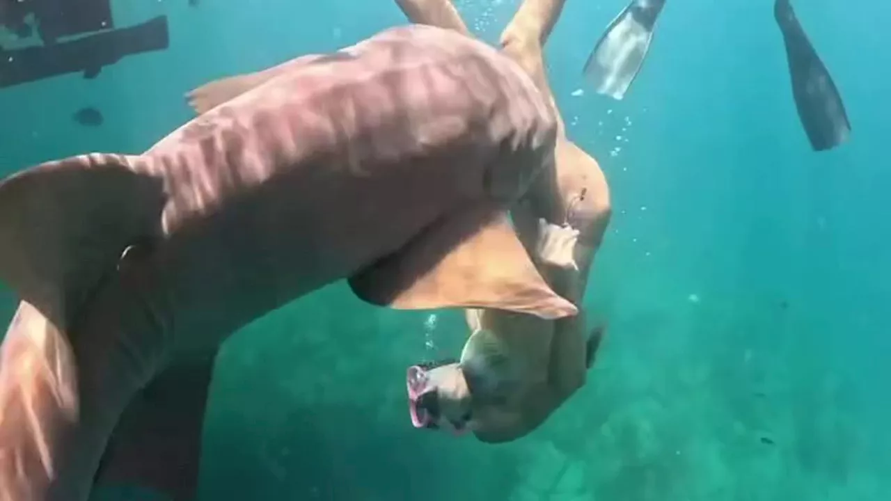 The Viral Cost of the Shark Selfie: When Content Creation Becomes Lethal