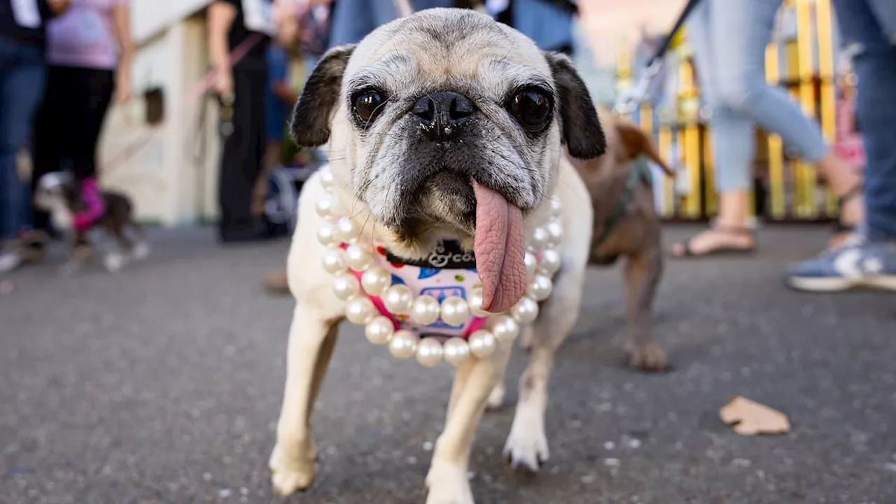 From Rescue to Fame: Pug Jinny Lu Wins World's Ugliest Dog 2026
