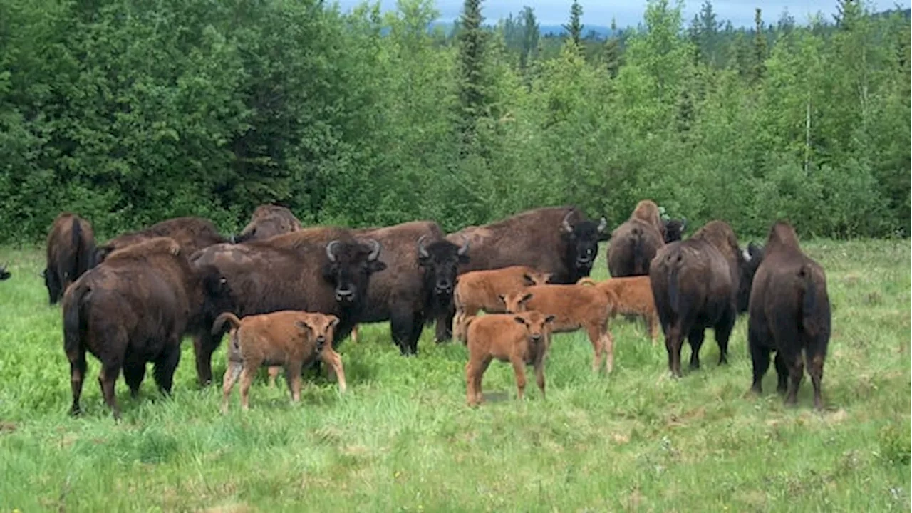 Wildfire Silver Lining: Bison Road Deaths Plummet in N.W.T.