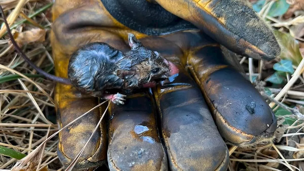 From Field Mice to Ruined Homes: The Escalating UK Wildfire Threat