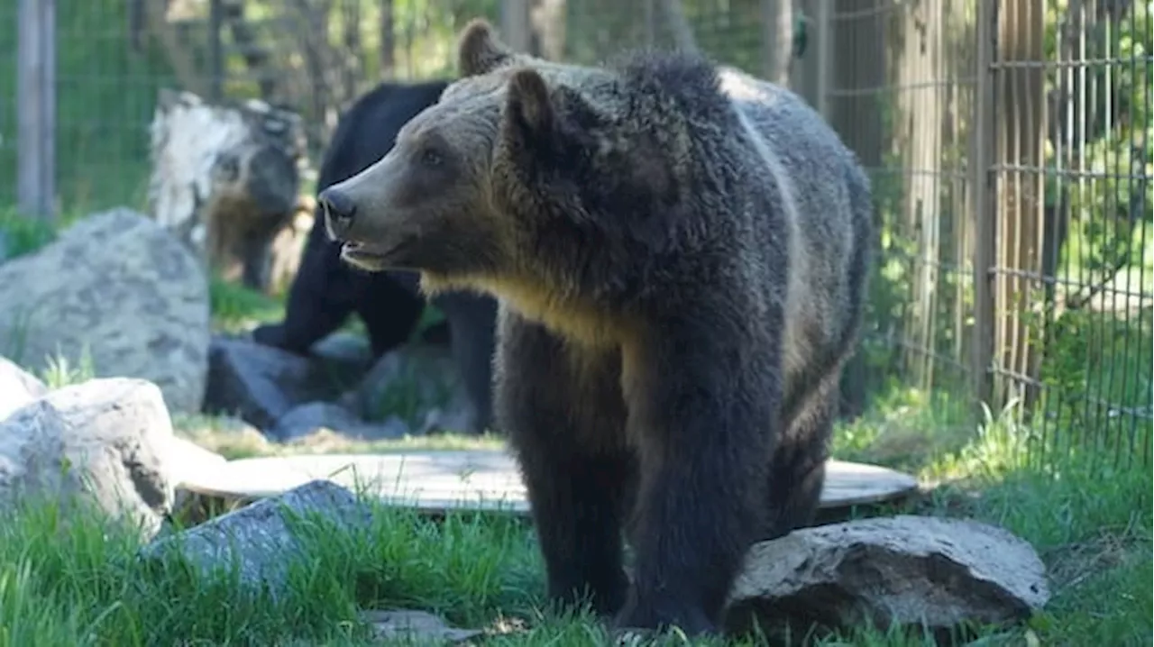 Containment Failure: How a Yearling Grizzly Outsmarted the Calgary Zoo