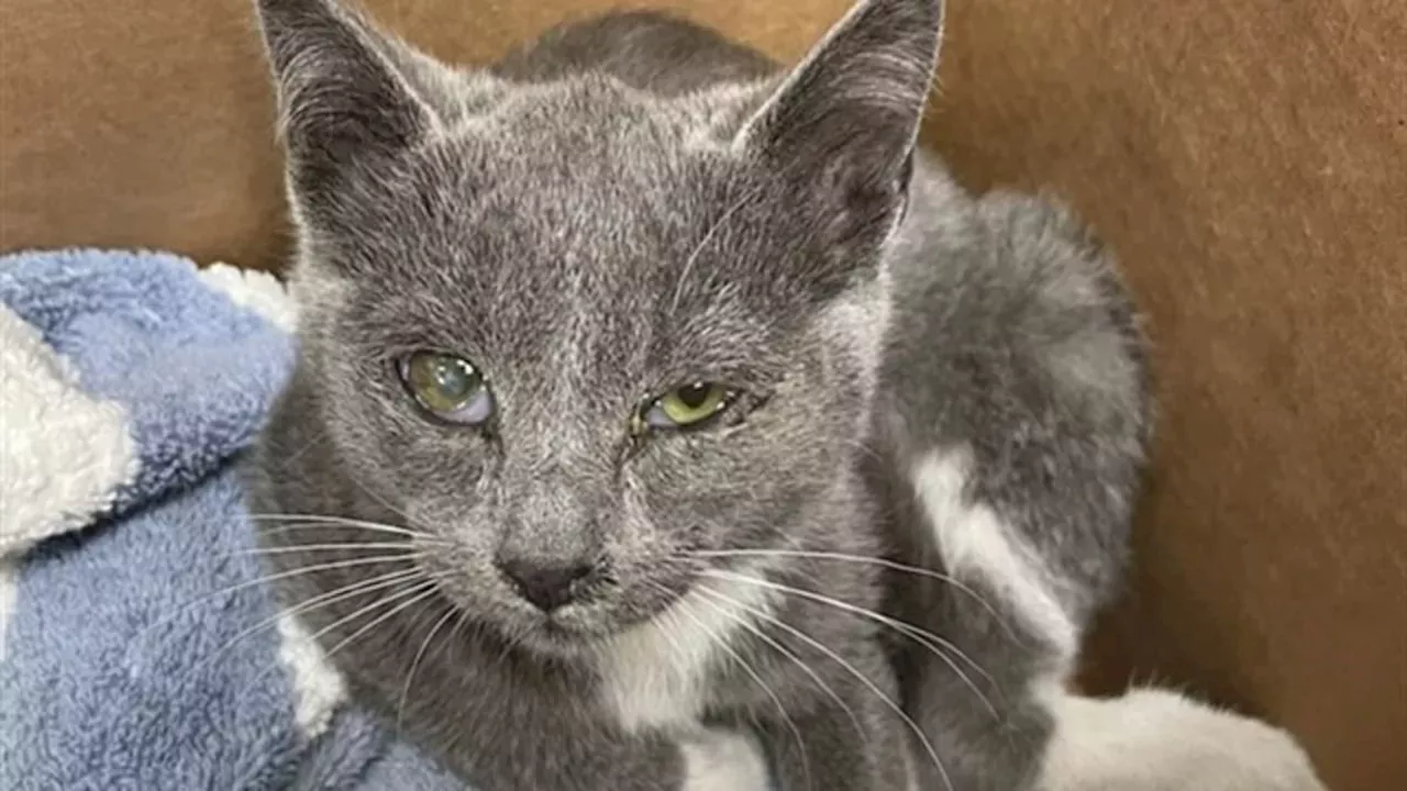 A Freeway Rescue: The 2.8lb Kitten's Fight for Survival in San Francisco