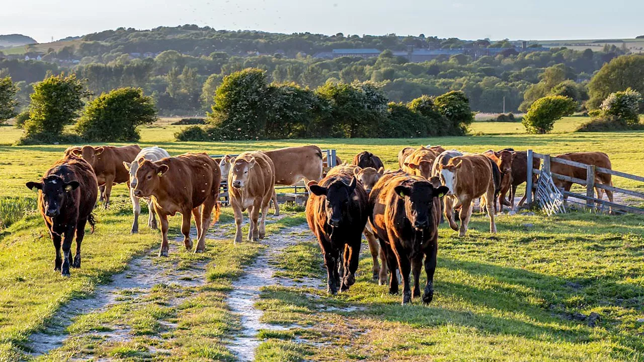 Fatal Cattle Tramplings in the UK: The Death of Jennifer Ann Uglow