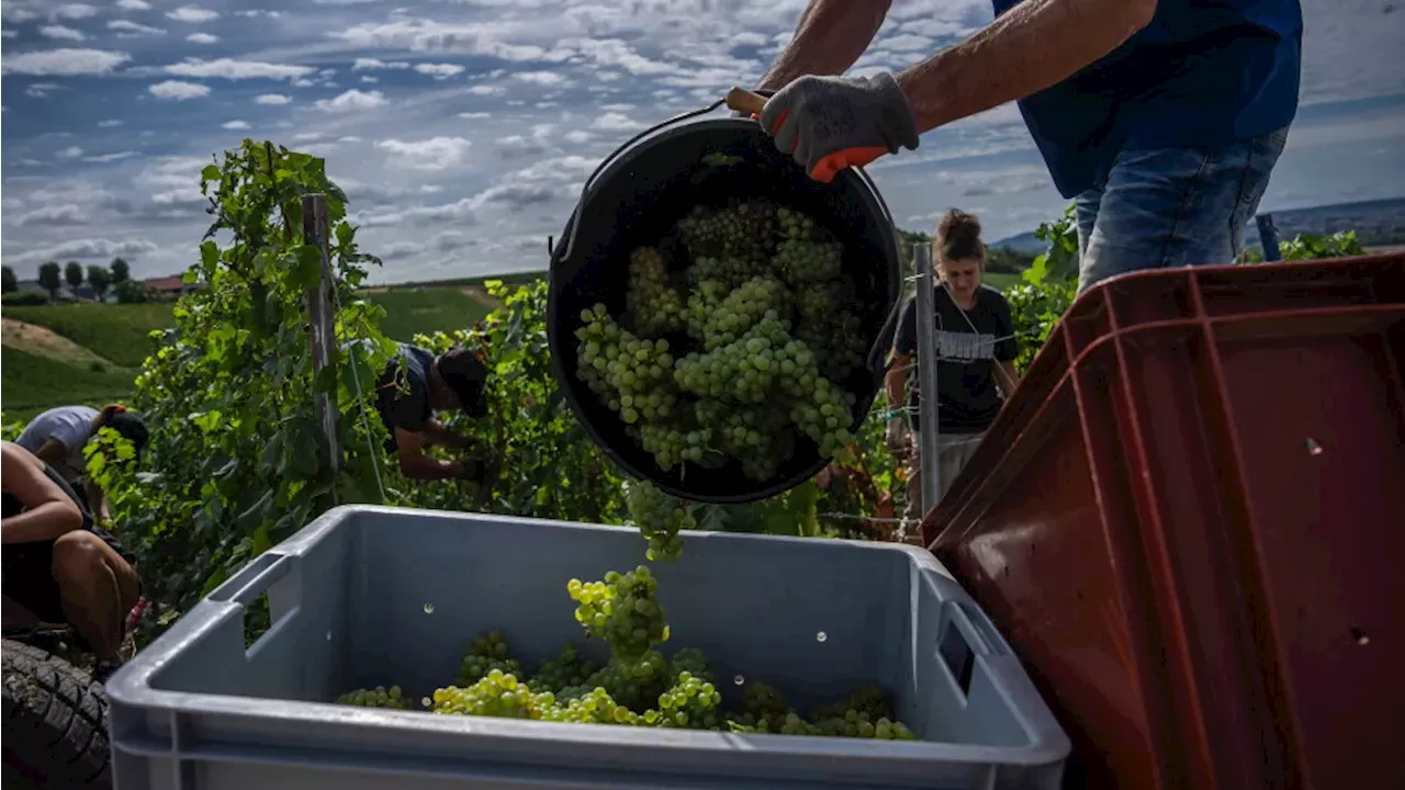 The Climate Clock: Champagne's Earliest Harvest Signals a New Era for French Wine