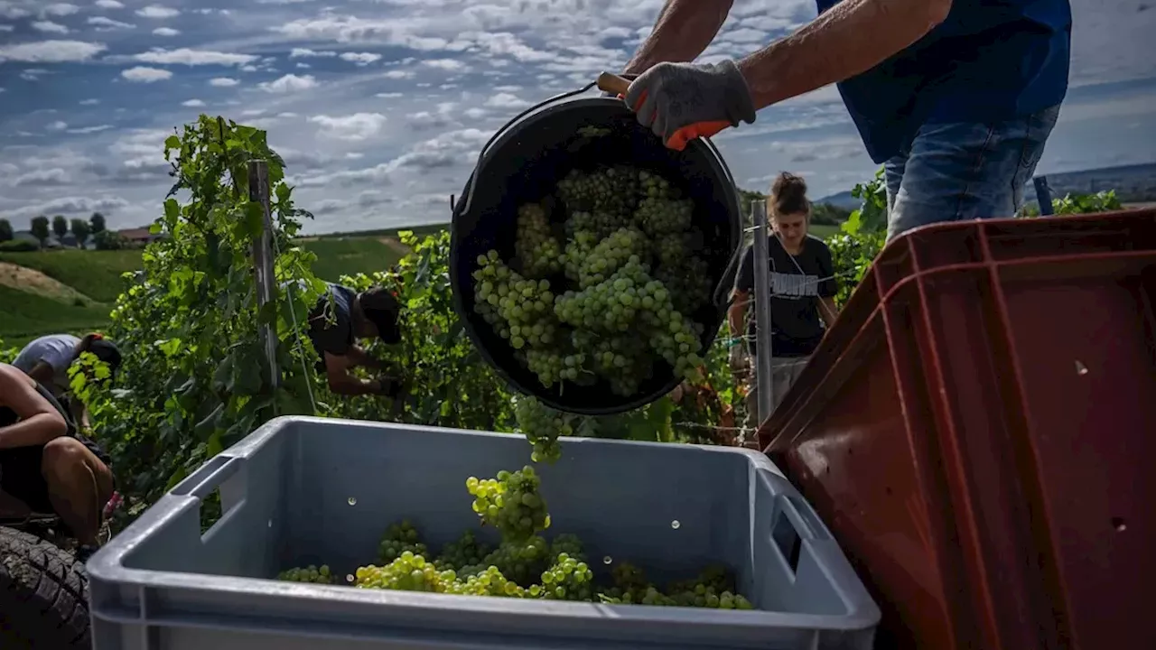 Champagne’s Shrinking Season: How Climate Volatility is Rewriting the French Wine Calendar