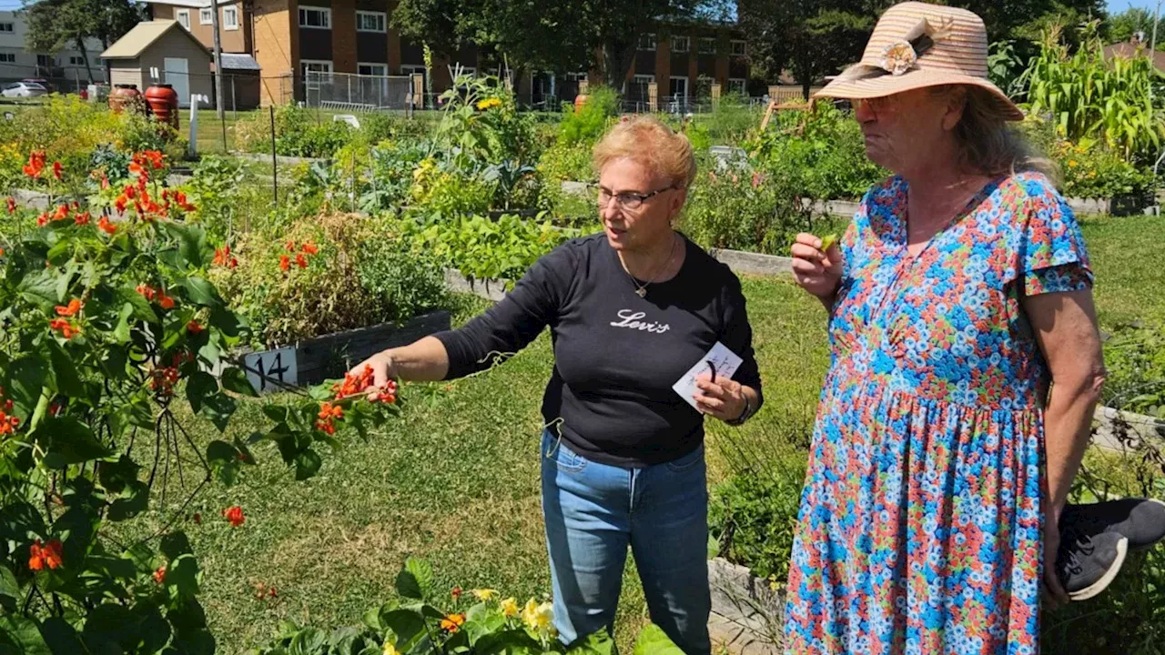 Sault Ste. Marie’s P-Patch: More Than Just 66 Garden Beds