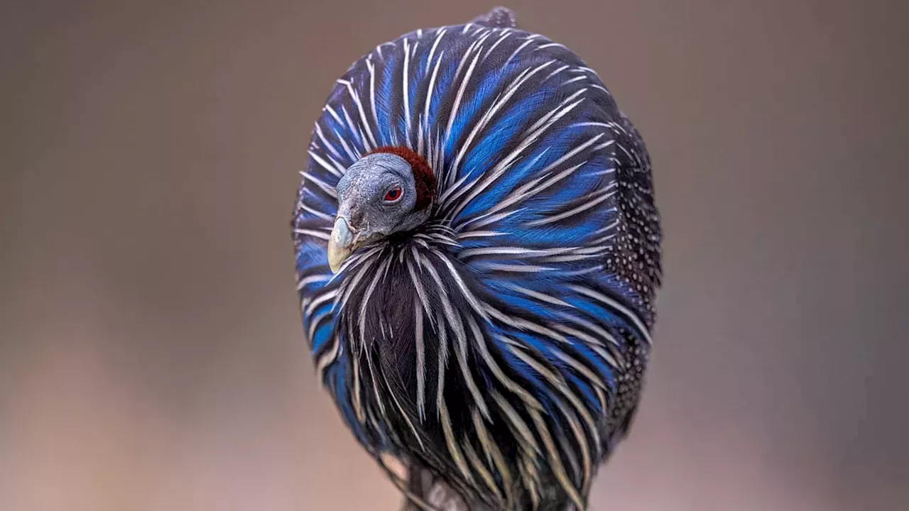Capturing Conservation: BIAZA Names Winners of Annual Wildlife Photo Awards