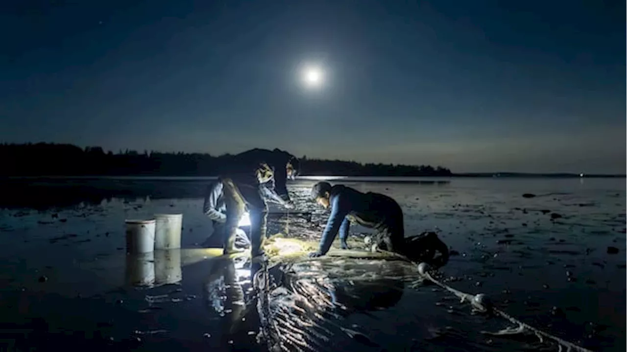 Visualizing Science: Canadian Researchers Win Global Ecology Photo Contest