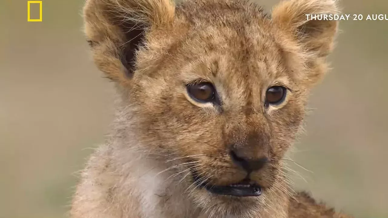 Beyond the Long Lens: How 'Lion' Redefines Wildlife Cinematography