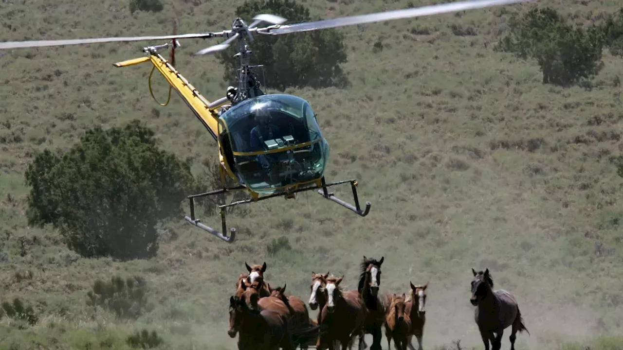 Trump Administration's Wild Horse Sales Surge Sparks Slaughter Fears