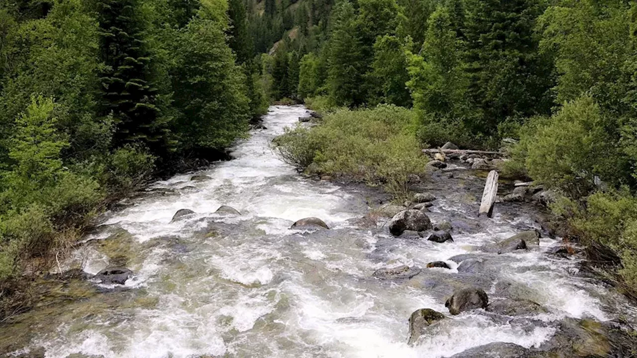 Trump’s Two-Pronged Attack on National Forest Protections