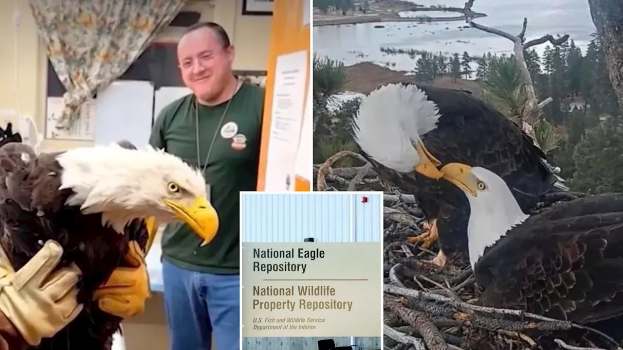 The Battle for Jackie: Celebrity Status vs. Tribal Rights in California's Eagle Conservation