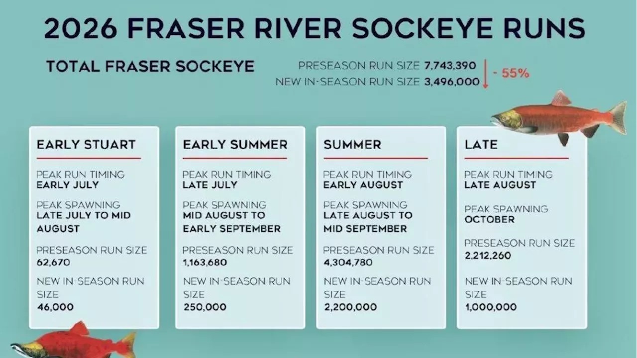 Fraser River Sockeye Forecast Slashed: A 16-Year Decline Deepens