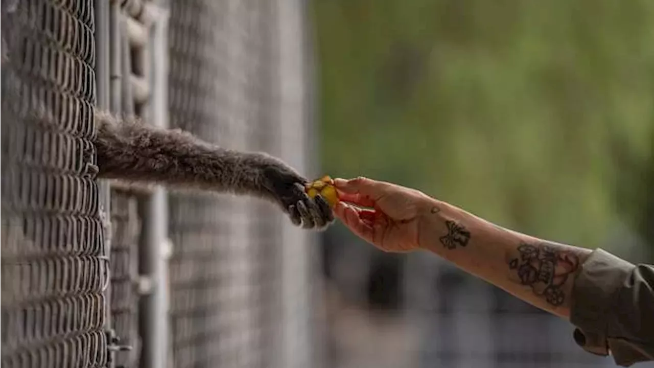 Beyond the Song: The Santa Clarita Sanctuary Fighting Primate Extinction